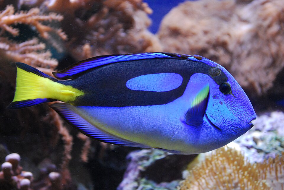 Dory, Pesce chirurgo blu